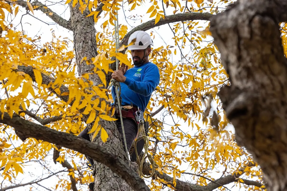 Skilled Tree Transplanting crew working in Dexter